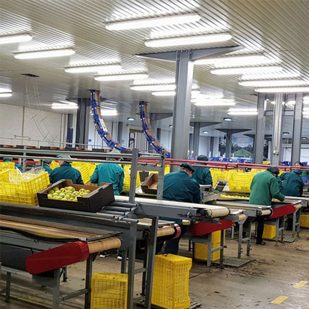 Segurança Alimentar