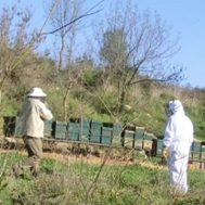 Controlos ex post do Fundo Europeu Agrícola de Garantia (FEAGA)